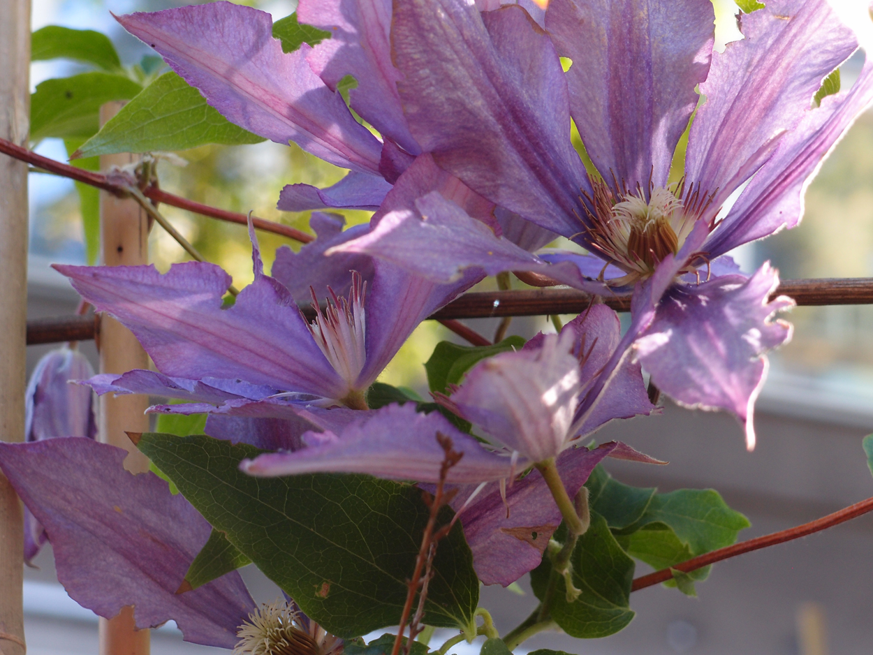 2019-06-14 wendel - der Garten